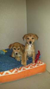 Gwenie and Penny in Chicago. Some truly dedicated and awesome volunteers there took great care of these two during their layover, for which we're extremely grateful.