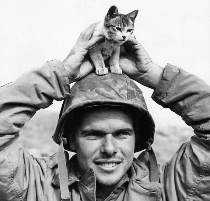 Marine with Surabachi Sue Animal Series Kitten Iwo Jima 02--45 (1 of 1)
