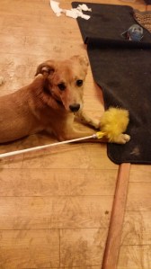 I need to teach her to mop the floor. Seriously, it was spotless on Monday.
