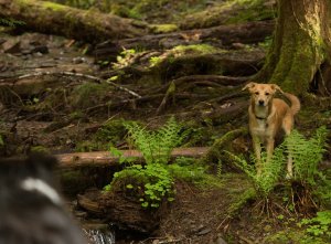 11218233_10206445599236191_6241923071895765755_o